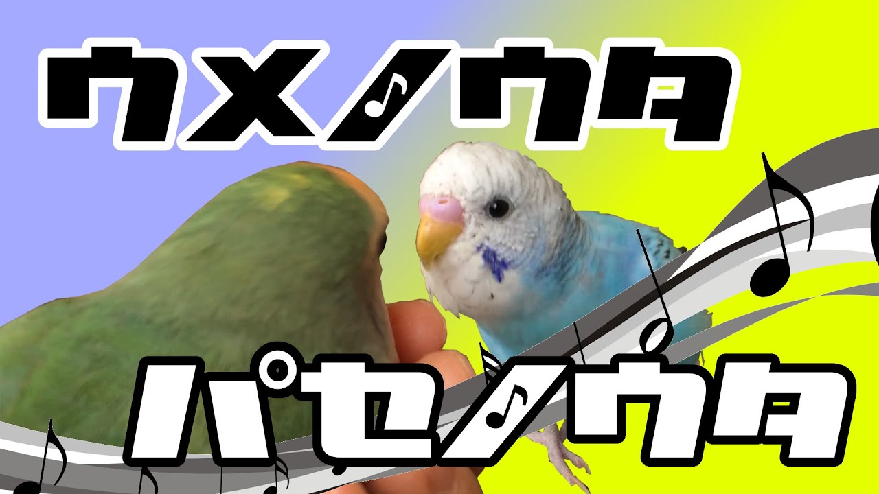 Ume's Song, Pase's Song, Singing Budgerigar - YouTube