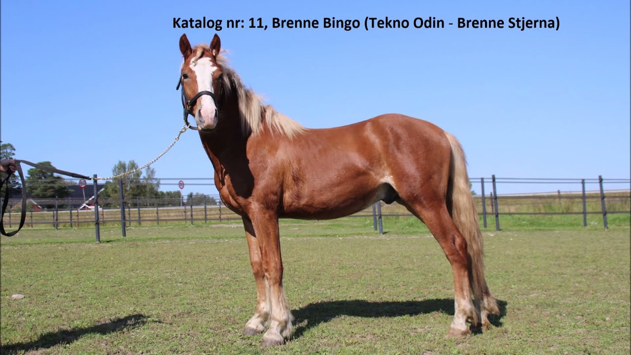 Brenne Bingo (Tekno Odin - Brenne Stjerna)