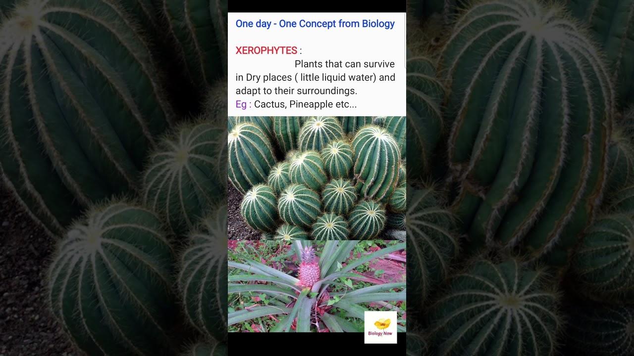 XEROPHYTES (One day - One Concept from Biology)