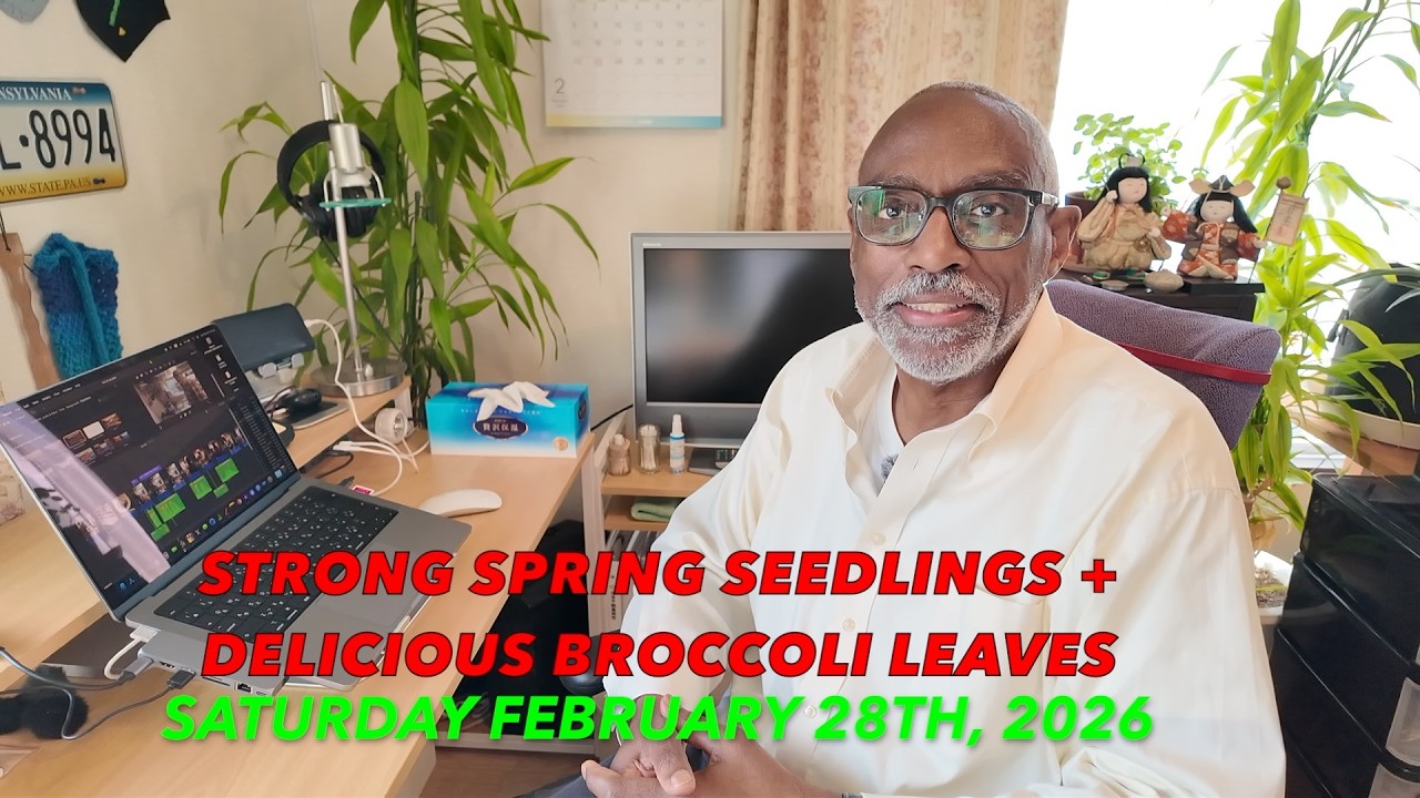 Strong Spring Seedlings + Delicious Broccoli Leaves