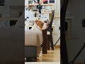ピットブルのロッキーは大好きなお肉我慢できる?【アメリカンピットブル】#shorts