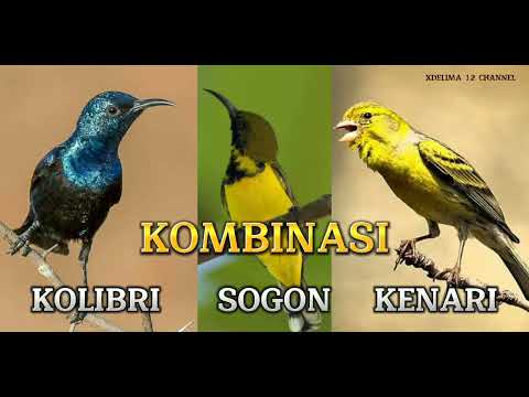 KOMBINASI MASTERAN KOLIBRI, SOGON, KENARI