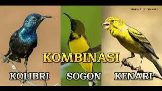 KOMBINASI MASTERAN KOLIBRI, SOGON, KENARI