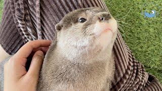 カワウソの赤ちゃんの叔母とお婆ちゃん　Otter baby's aunt and grandma