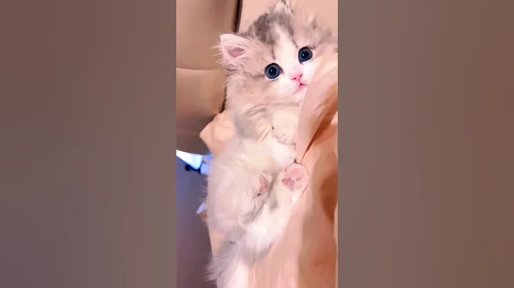 Watch the video about Like it little funny cute cat😻🤗🙊#ytshorts #funny video 2023 l #funnyvideo