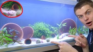 TUTO AXOLOTL : AQUARIUM POUR AXOLOTL - TUTO EUBLEPHARIS