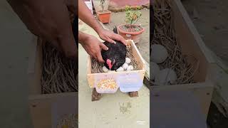 The full process of hatching eggs! 🐔🥚😃 #chicken #egg #diy #hatching #farmlife