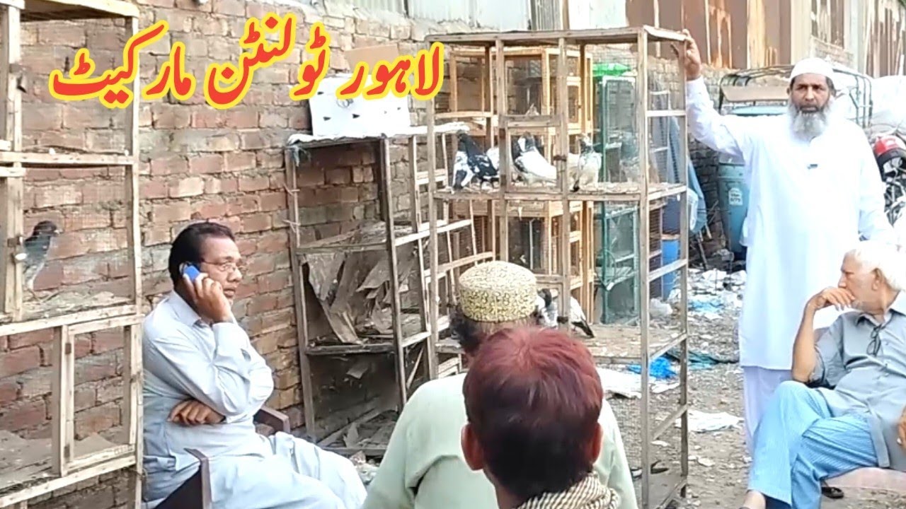 lahore-tollinton-kabootar-market-lahore-birds-market-youtube