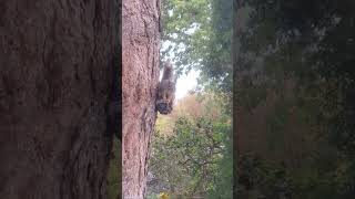 The AuDAMNdacityyyyy!!!!🤣 #squirrel #sassy #funny #shorts #shortvideo