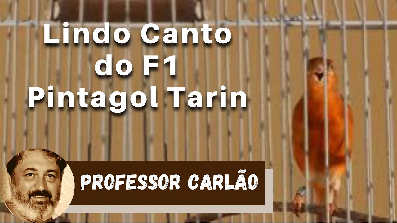 O BELO CANTO DO PINTAGOL TARIN - Pintagol F1 - YouTube