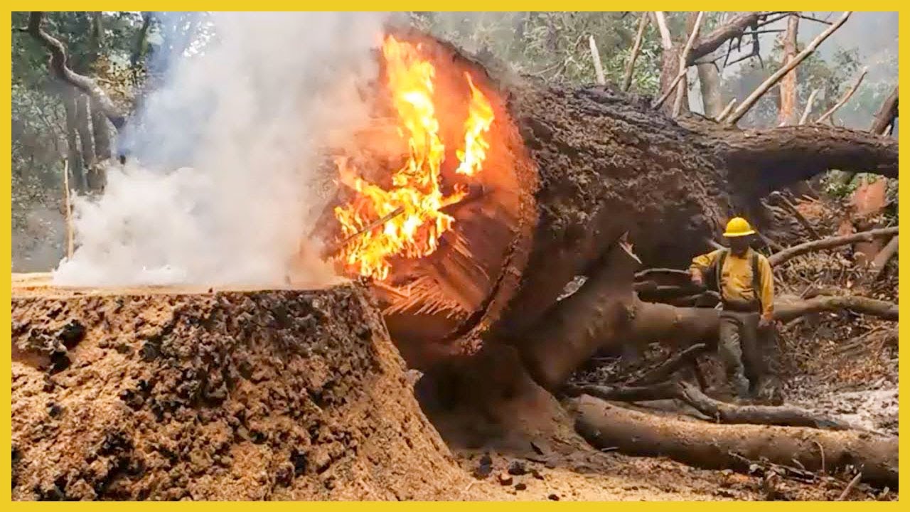 Dangerous Fastest Hazard Felling Biggest Burning Trees | Wood Sawmill ...