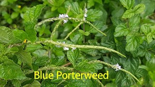 [Sri Lanka Wildflowers]열대식물Blue PorterweedBlue snakeweed Stachytarpheta cayennensis