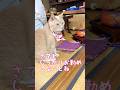 【猫和尚】存在感が高まるお母さんの相棒 #猫のいる暮らし #猫癒し #猫かわいい