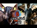 أفضل سلالات الماعز لإنتاج الحليب والأجبان ستجعلك غنيا