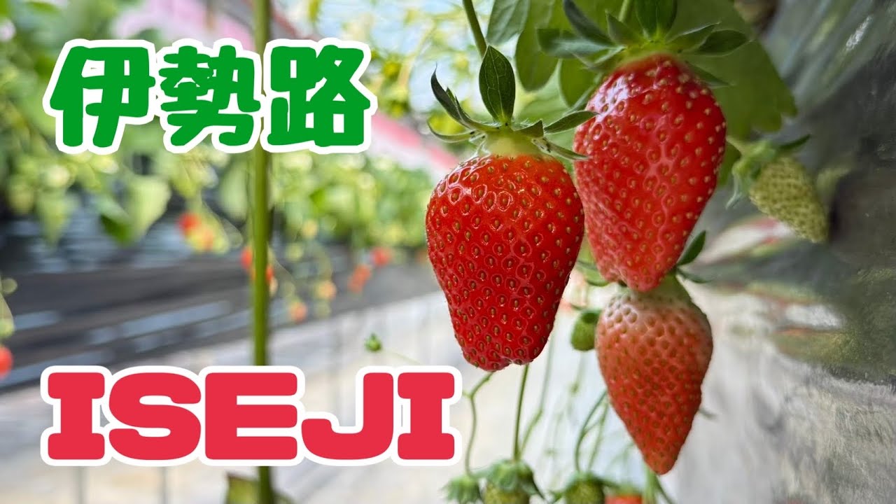 【南伊勢町ダーツの旅】伊勢路/いちご/備長炭/大銀杏/スケートボード/神社/激アツスポット