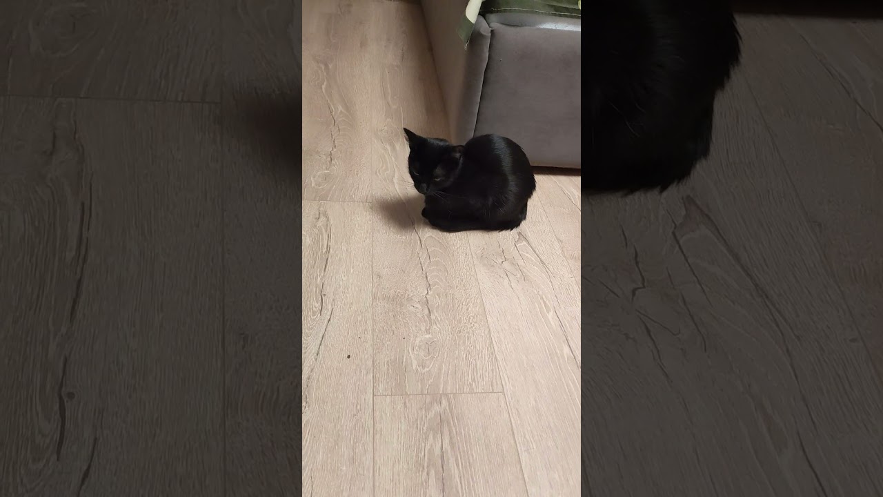 Будем укладывать кошечку спать ) 