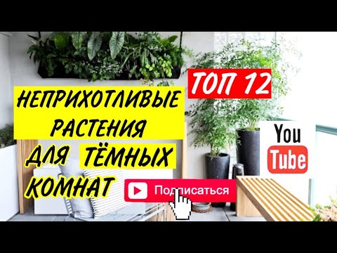 НЕПРИХОТЛИВЫЕ растения для