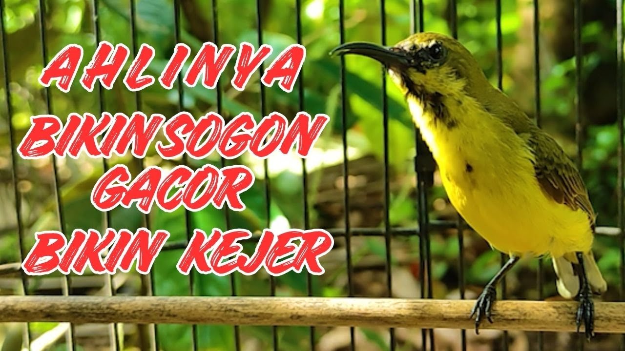 PANCINGAN SOGON GACOR ISIAN  COCOK UNTUK MASTERAN SOGON TROTOL