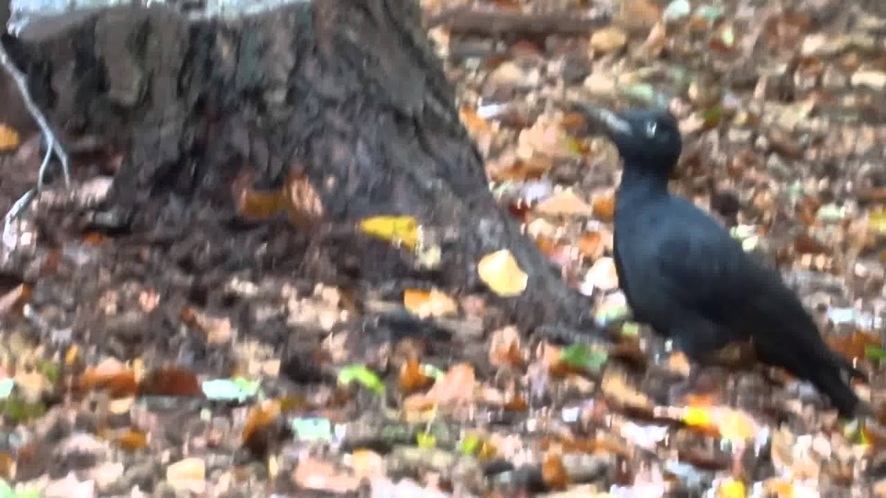 Vroege Vogels - Zwarte specht hakt er op los