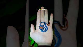Isn’t this just the cutest little snake you’re ever seen?