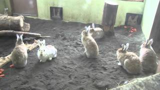エゾユキウサギ~Mountain hare