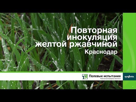 Повторная инокуляция желтой