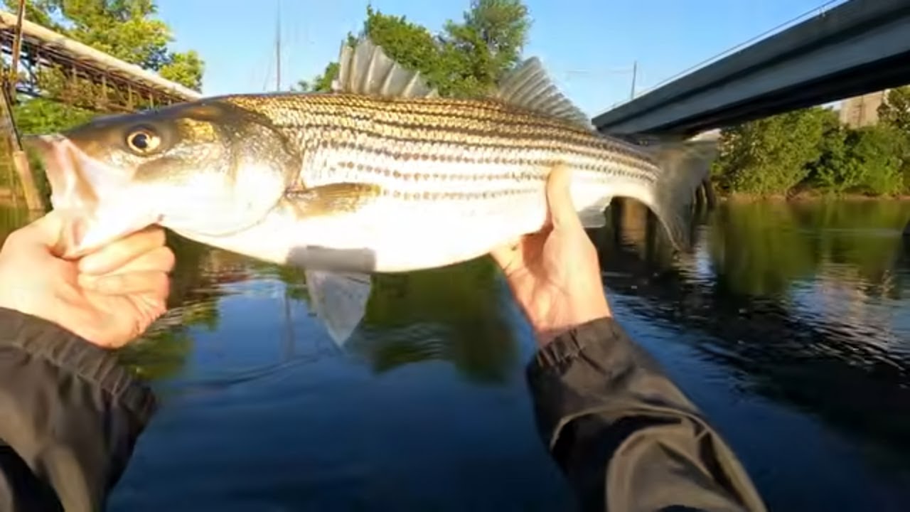 Weldon Boat Ramp TopWater Rockfish & Bass, Roanoke River, Floating Gaston To Weldon boat ...
