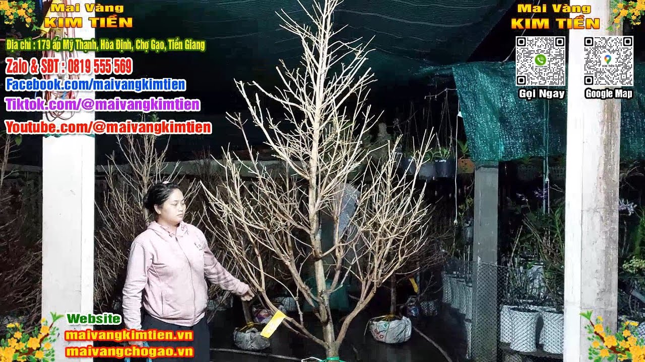 Mai Vàng Nhiều Nụ Đón Tết Bao Ship Toàn Quốc - Mai Vàng Kim Tiền Chợ Gạo