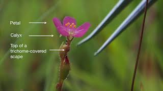 Drosera Tokaiensis Closes Petals Rapidly