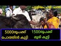 5000രൂപക്ക് പോത്തിൻകുട്ടി 1500രൂപക്ക് മൂരികുട്ടി  |puliyampatti animal market tamilnadu
