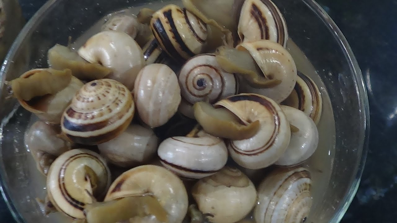 Caracoles en caldo al estilo de CORDOBA.#caracol