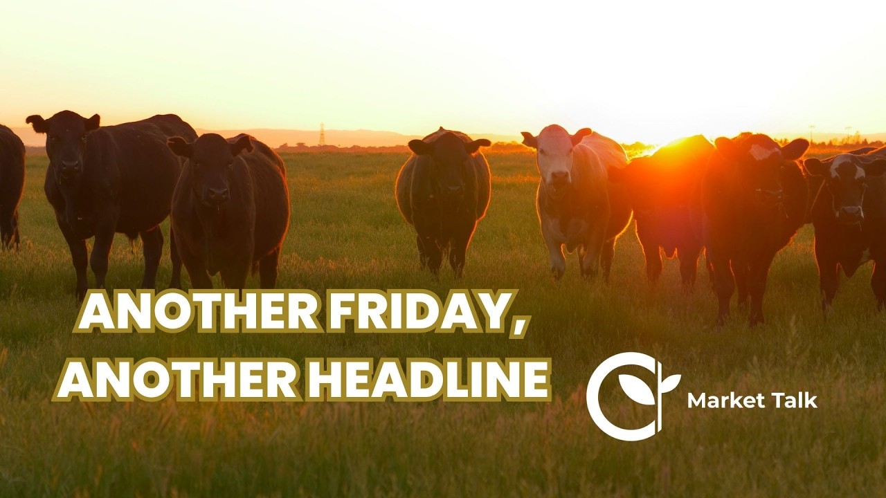 Cattle Market Update: Trump Deregulation News and Oversold Prices