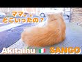 Akita Inu "SANGO" acted like Hachiko at his mom's send-off.