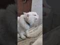 घर में street cat आने पर mufasa का reaction #shortsfeed #minivlog #nonsubscribers #viral #vlogger