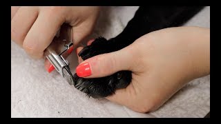 How To: Trim Nails On A Dog Or Cat