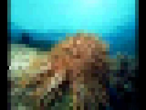 Watch GTO - sonic ocean on YouTube Watch GTO - sonic ocean on YouTube