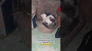 Kala nya sakanya Ang pagkain nang manok😆😆#followers #viralvideo #viralsong #subcribemychannel #viral