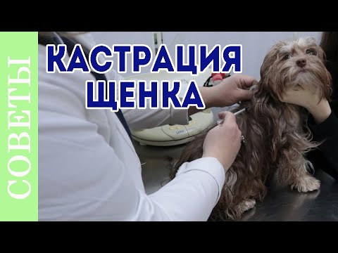 Видео: Кастрация собак. Для чего кастрировать щенка