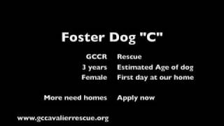 GCCR rescued cavalier