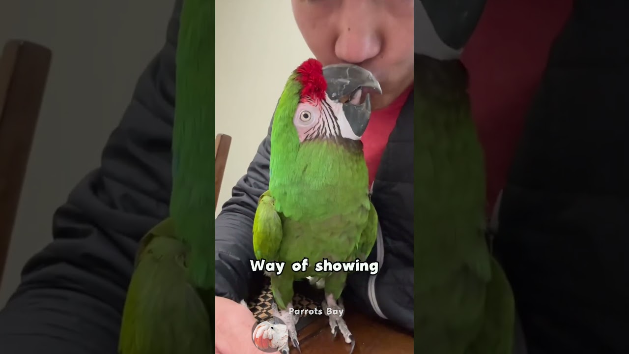 Why Do Parrots Regurgitate Food? 🦜❤️