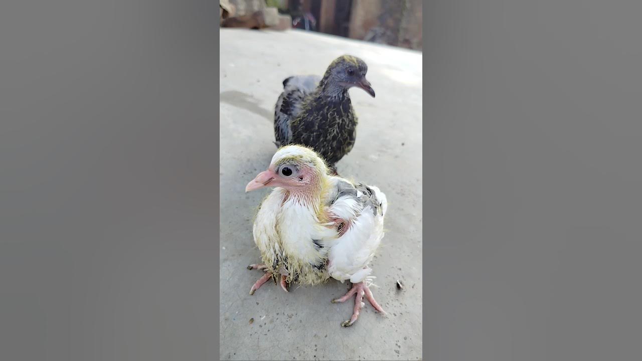 Kale Safed Kabutar 🥰 kabutar viral video shorts feed YouTube