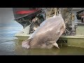 Could This Be The World Record Catfish ?