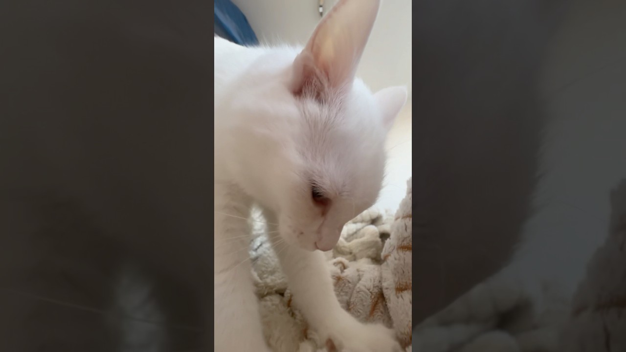 This Cat Kneading a Blanket Is the Cutest Thing You’ll See Today 😻🧶 (Must-See Ending!)
