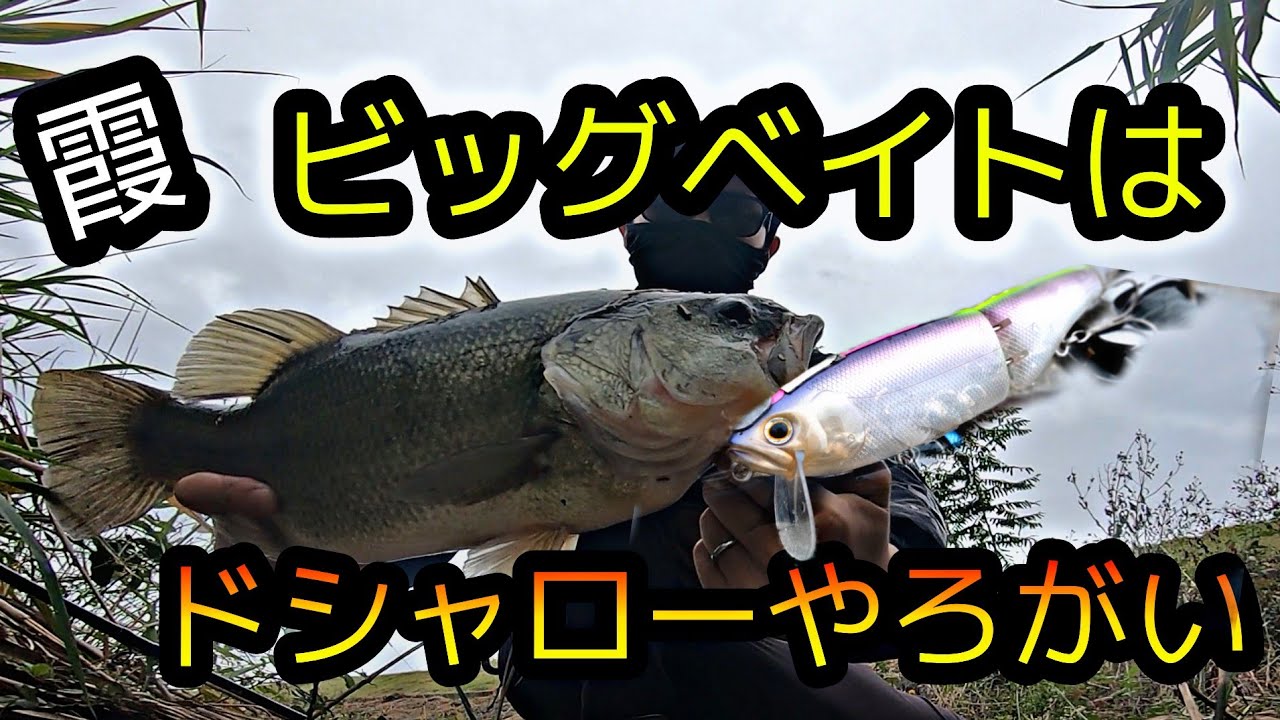 スウィートキラーしか勝たん晩秋～初冬の霞ケ浦。ビッグベイト&バス釣り最高