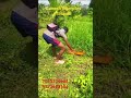 #farming #Battery Hedge Trimmer Available Ganesh Agencies Tirupati 7013279964,9573683134 #farming