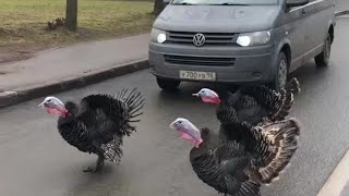 Индюки переходят дорогу в неположенном месте, Питер