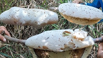 Vô Mánh Rồi Những Tổ Ong Ruồi Lớn Nhất Ở Rừng U Minh Hạ Mà Duy Thái Từng Bắt