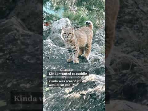 If Bobcat Not Be Friend, Why Friend Shaped Shorts