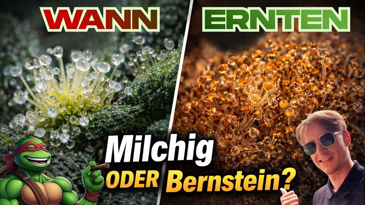 Milchig oder Bernstein? Trichome richtig lesen & Mythen zur Ernte entlarvt