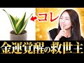 金運が上がらない人へ！この観葉植物本当にやばいです！